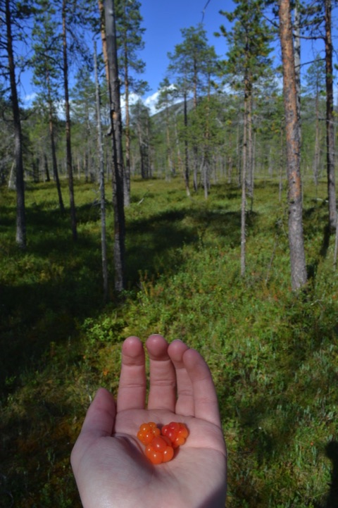 Cloudberries in a hand, Finland